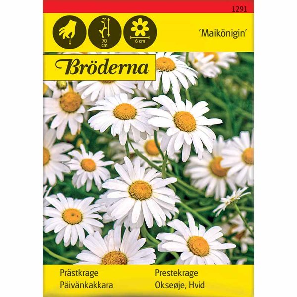 Marguerit 'Maikönigin'