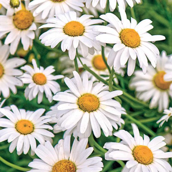 Marguerit 'Maikönigin'