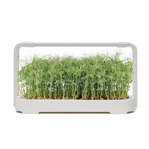 Zoom billede af Urban Root Grove White