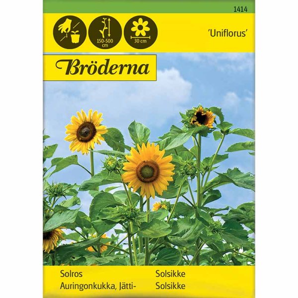 Solsikke 'Uniflorus'