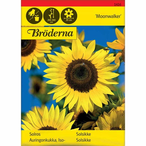 Solsikke 'Moonwalker'