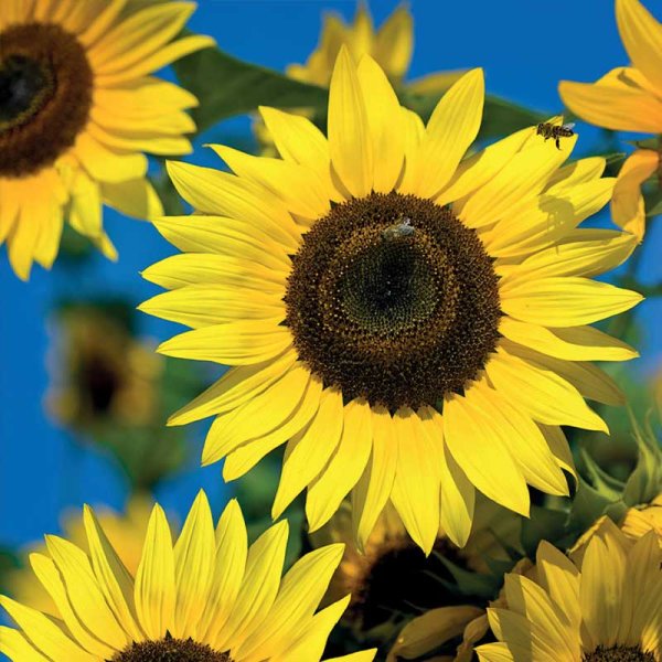 Solsikke 'Moonwalker'