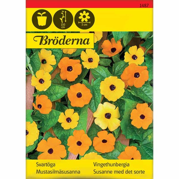 Sorteøje Susan blandede farver