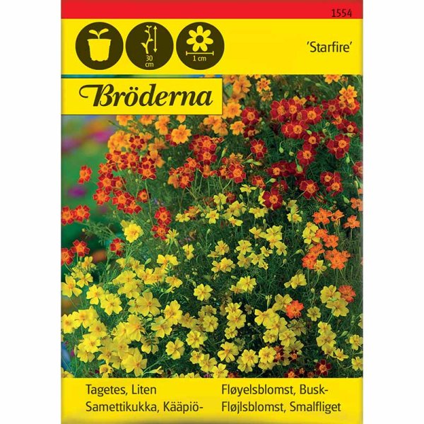 Lille tagetes 'Starfire' mix