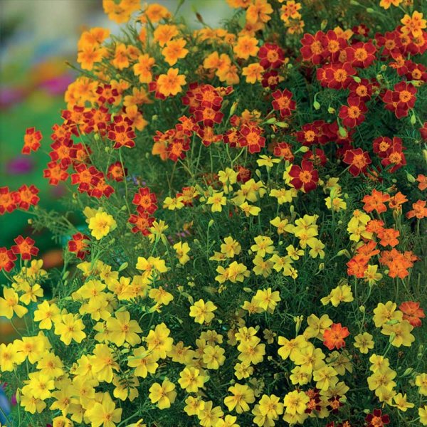 Lille tagetes 'Starfire' mix