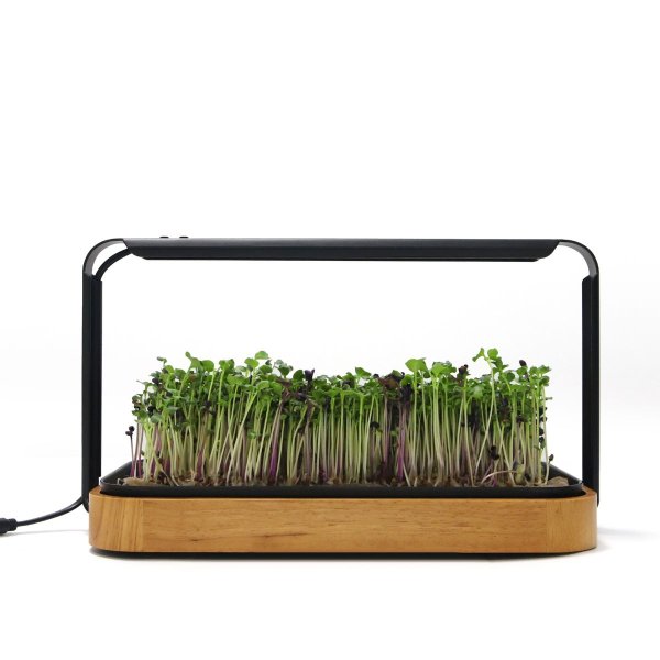 Zoom billede af Urban Root Grove Oak