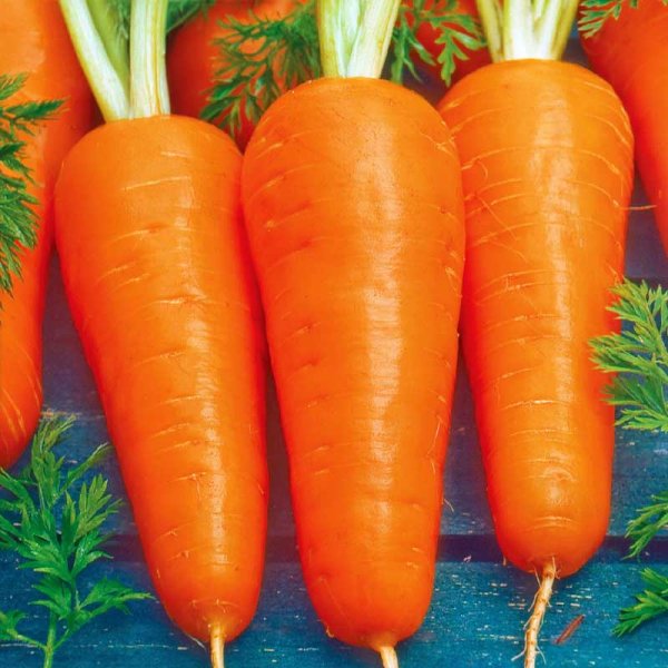 Vintergulerod 'Flakkée 2' Såbånd