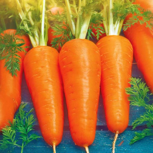 Vintergulerod 'Flakkée 2'