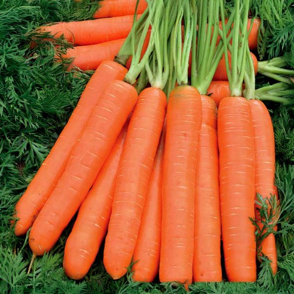 Sommergulerod 'Nantaise 2'