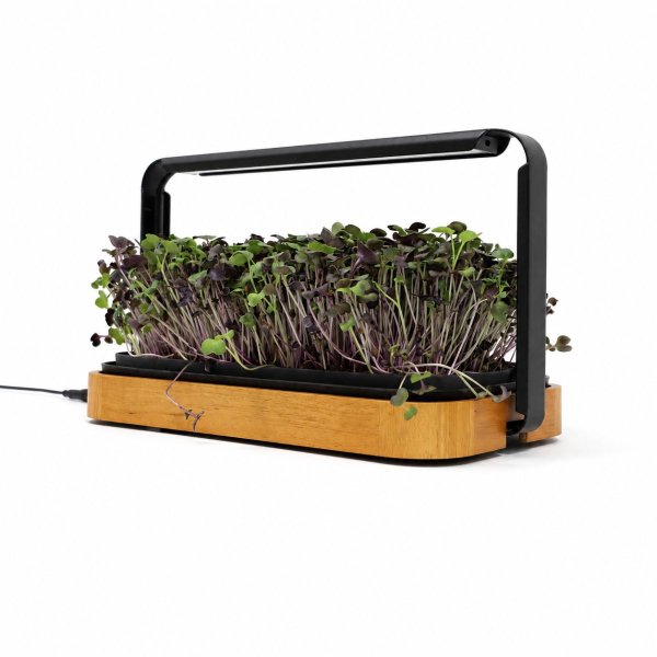 Zoom billede af Urban Root Grove Oak