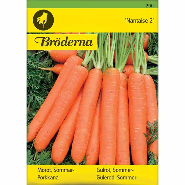 Sommergulerod 'Nantaise 2'