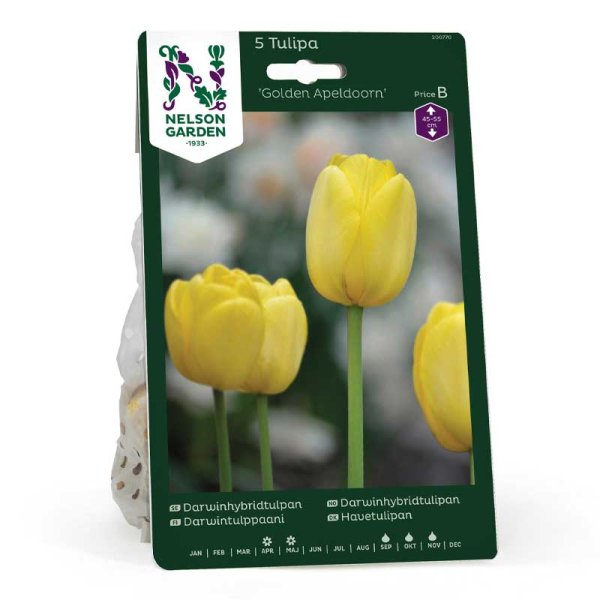 Darwin-tulipan 'Golden Apeldoorn'