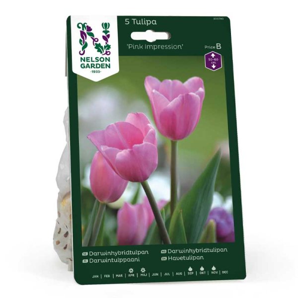 Darwin-tulipan 'Pink Impression'