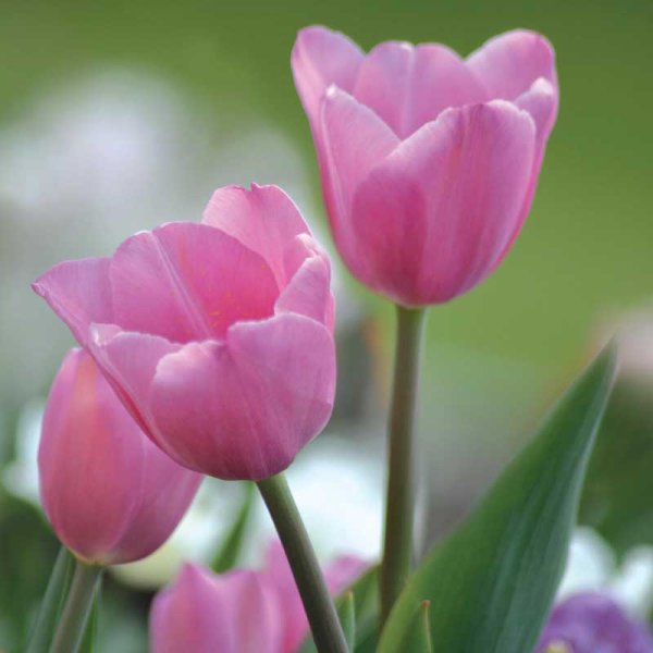 Darwin-tulipan 'Pink Impression'