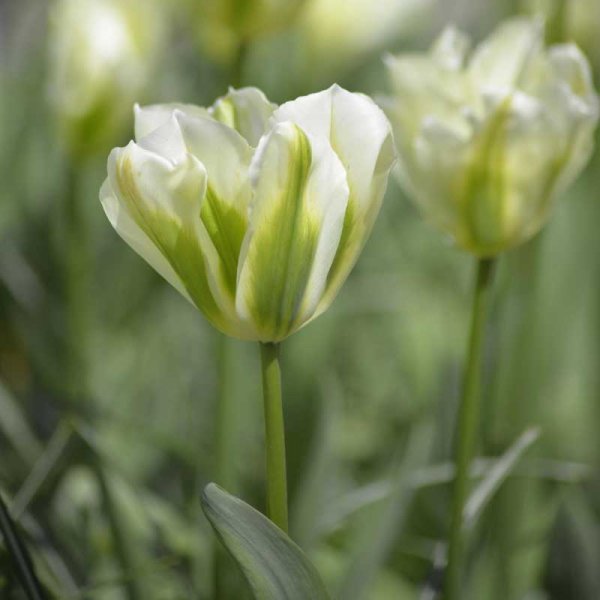 Viridiflora-tulipan 'Spring Green'