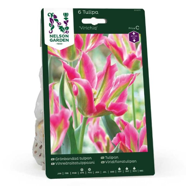 Grønbåndet tulipan 'Virichig'