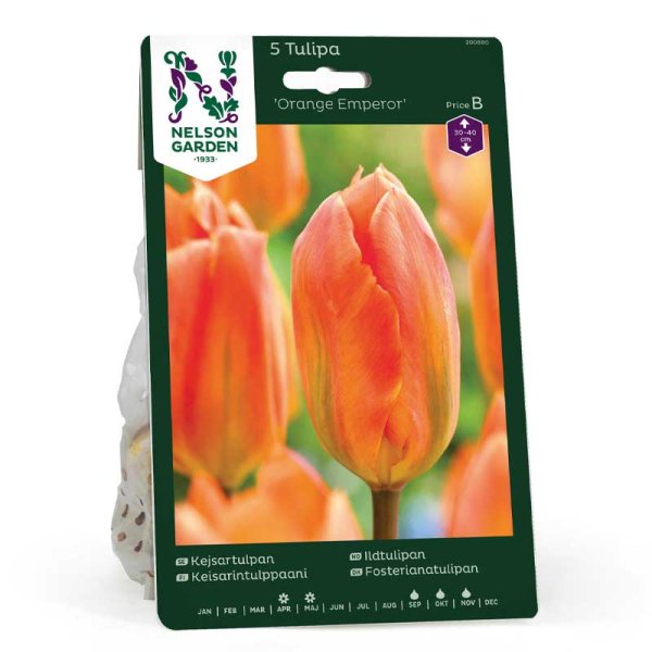 Kejsertulipan 'orange Emperor'