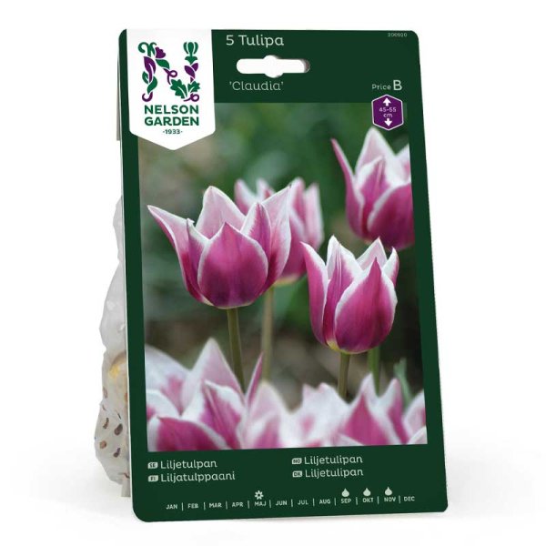 Liljeformet tulipan 'Claudia'