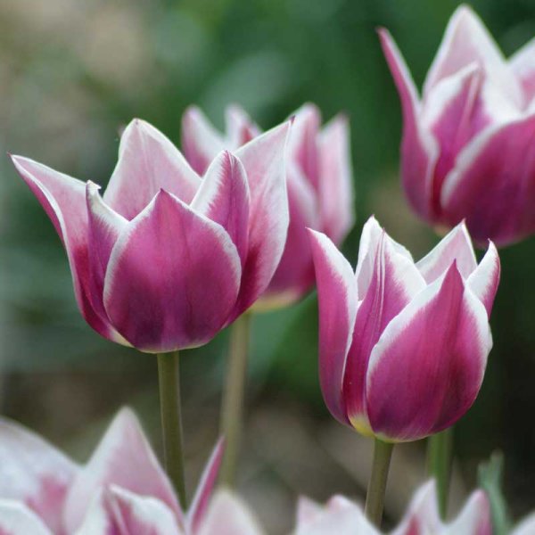 Liljeformet tulipan 'Claudia'