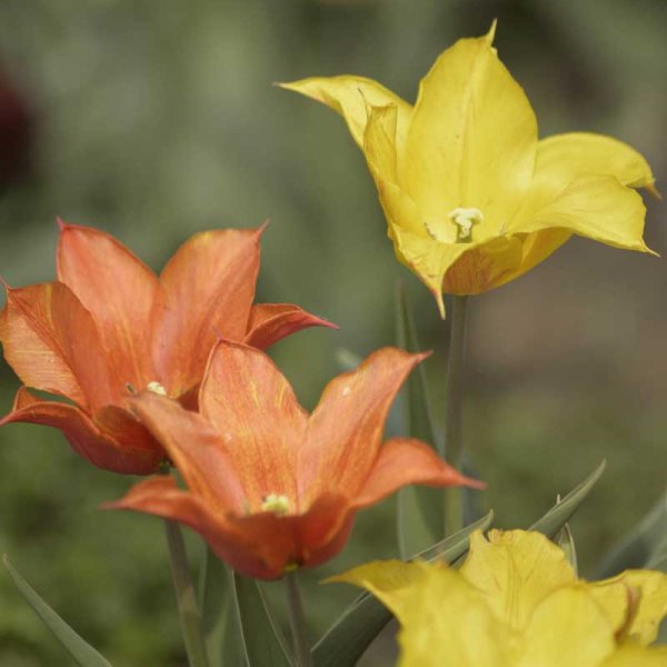 Liljetulipan 'Vendee Globe'