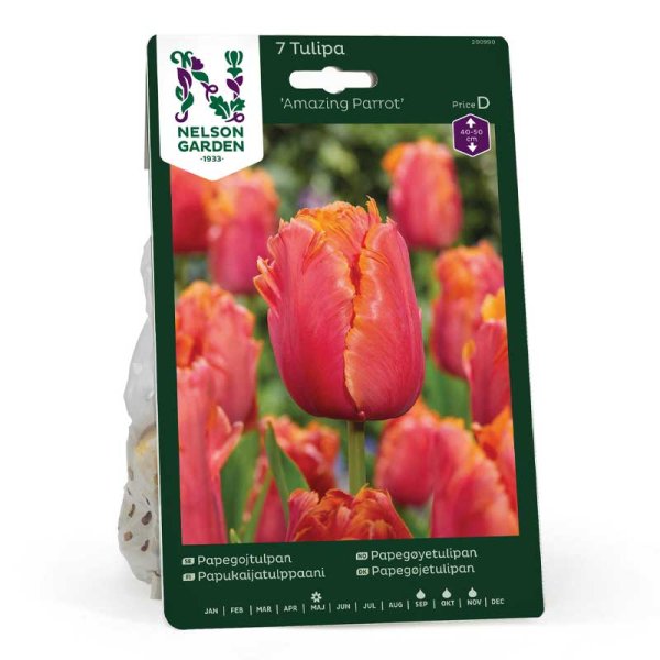 Papegøjetulipan 'Amazing Parrot'