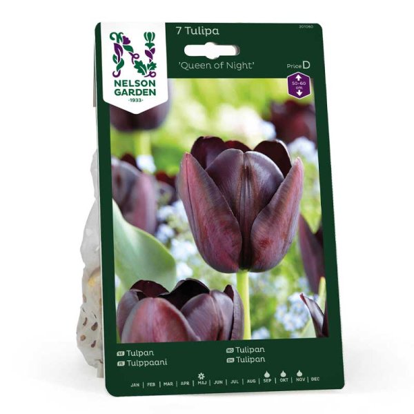 Tulipan 'Queen of Night'