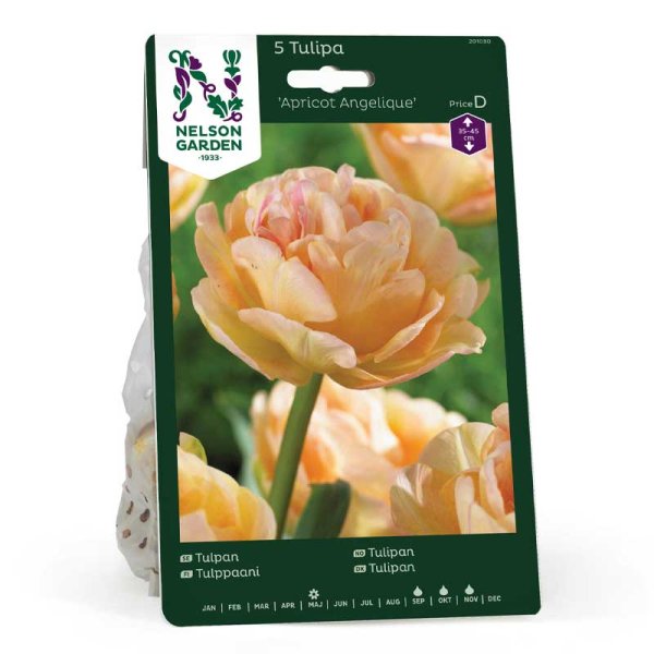 Tulipan 'Apricot Angelique'