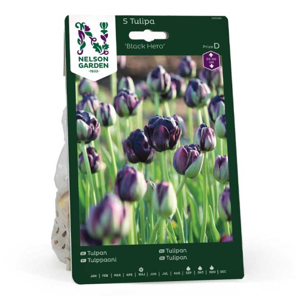 Tulipan 'Black Hero'