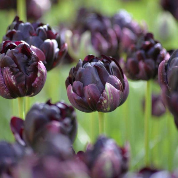 Tulipan 'Black Hero'