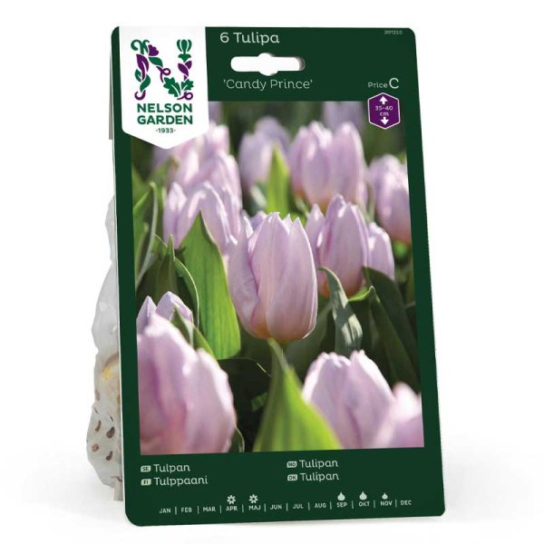 Tulipan 'Candy Prince'