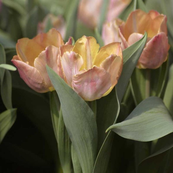 Tulipan 'Salmon Prince'