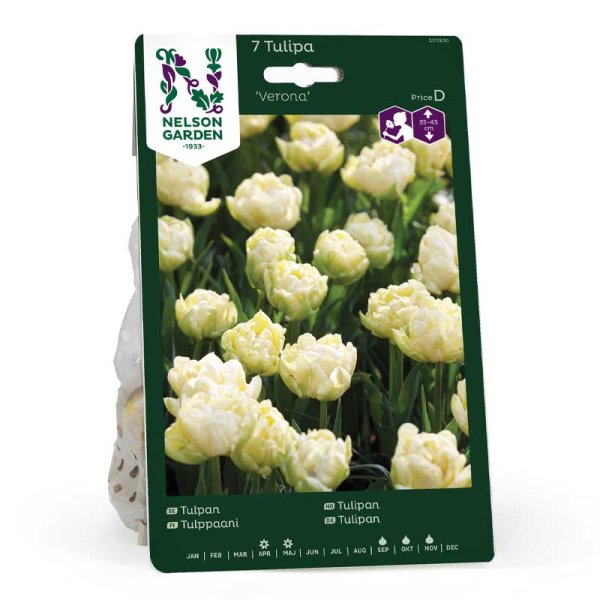 Tulipan 'Verona'