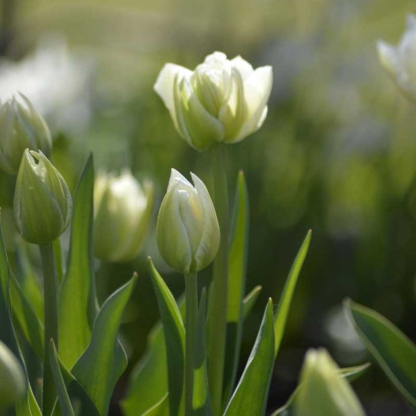 Tulipan 'Verona'
