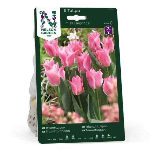 Triumftulipan 'Miss Elegance'