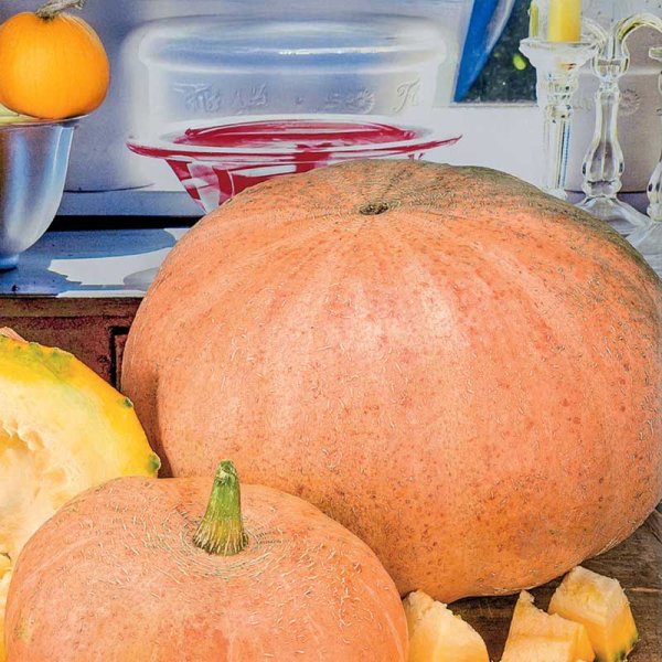 Kæmpegræskar 'Gele Reuzen'