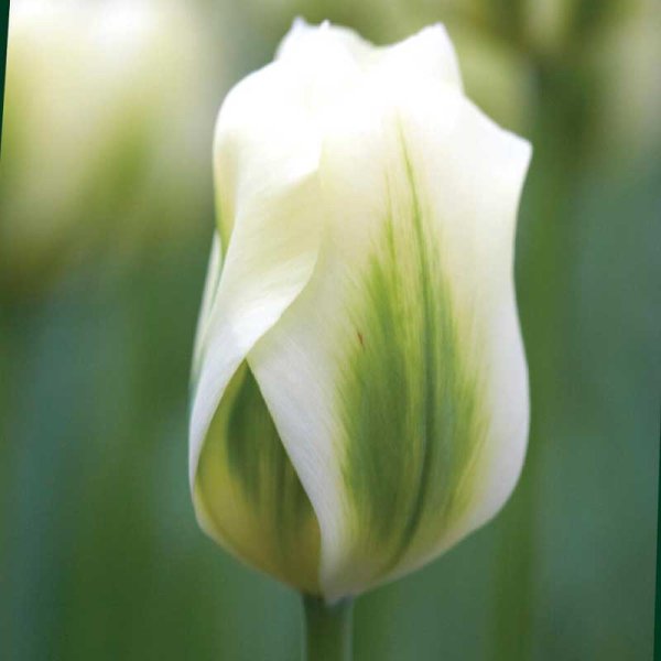Viridiflora-tulipan 'Spring Green'