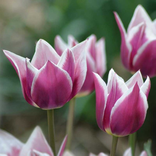 Liljeformet tulipan 'Claudia'