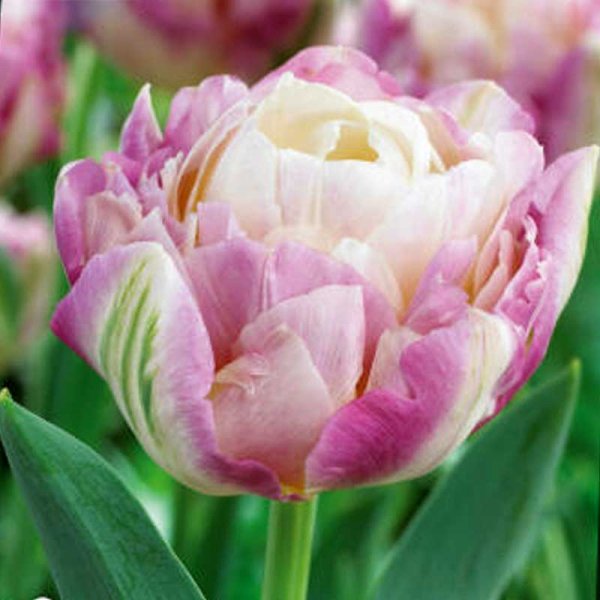 Tulipan 'Sweet Desire'