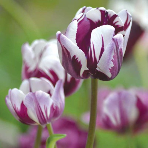 Triumftulipan 'Flaming Flag'