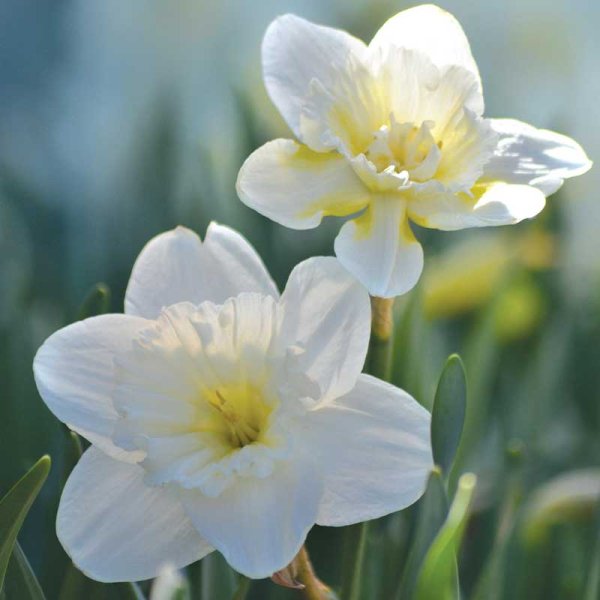 Påskelilje 'Mount Hood'