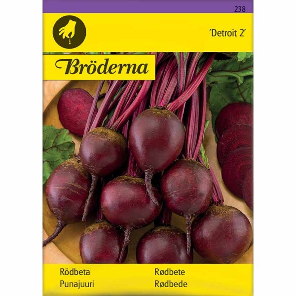 Rødbede 'Detroit 2'