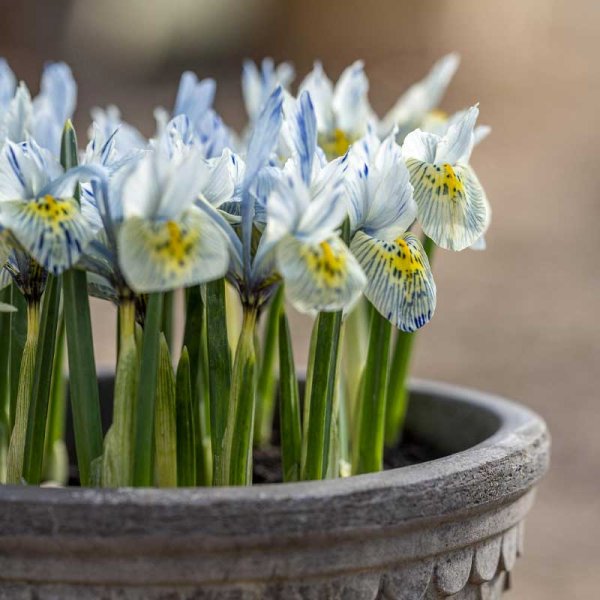 Forårsiris 'Katharine Hodgkin'