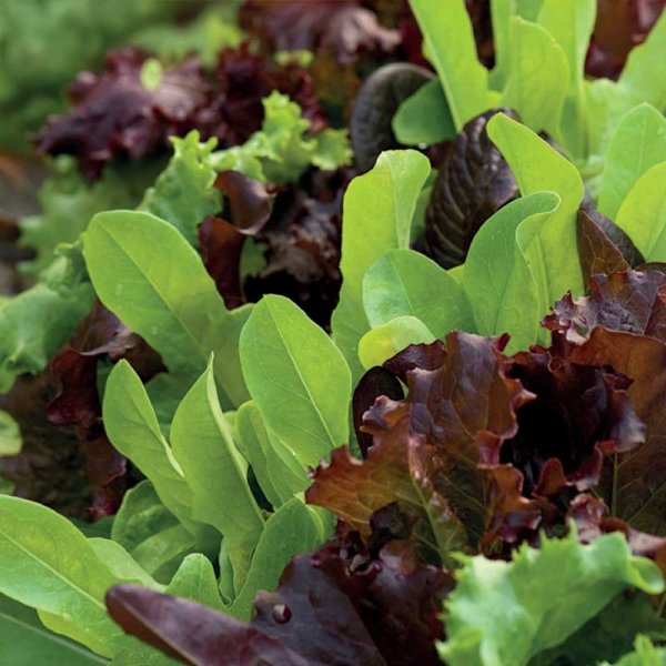 Salat 'Baby Leaf mix'
