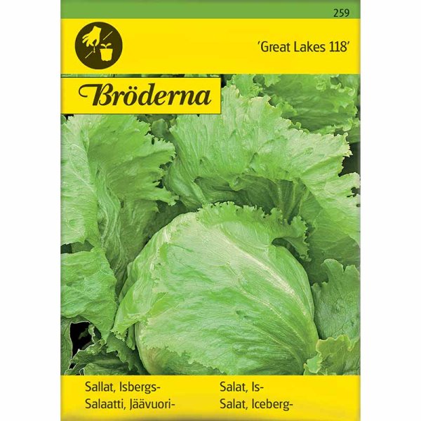 Icebergsalat 'Great Lakes 118'