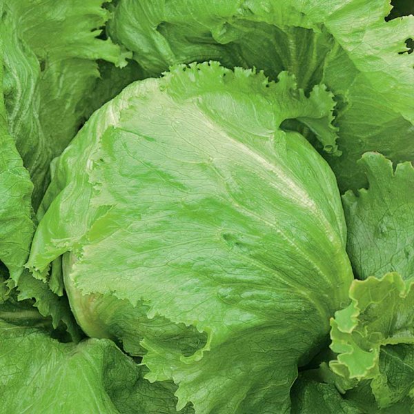 Icebergsalat 'Great Lakes 118'