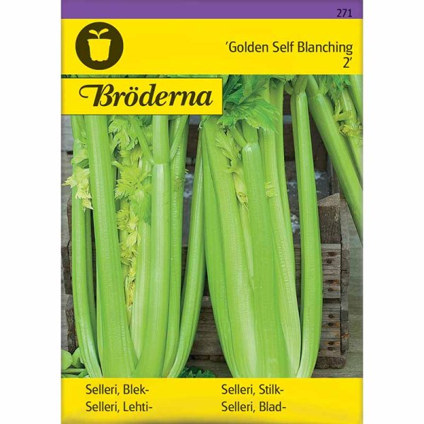 Bladselleri 'Golden Self Blanching 2'