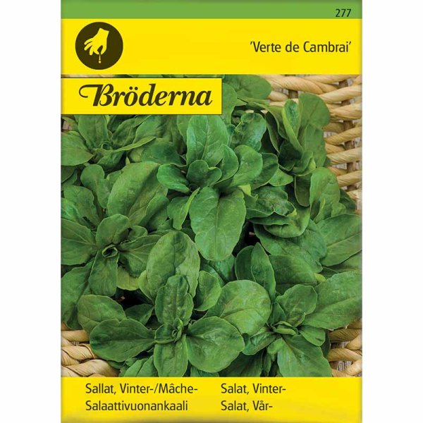 Vintersalat 'Vert de Cambrai'