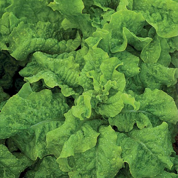 Vintersalat 'Vert de Cambrai'