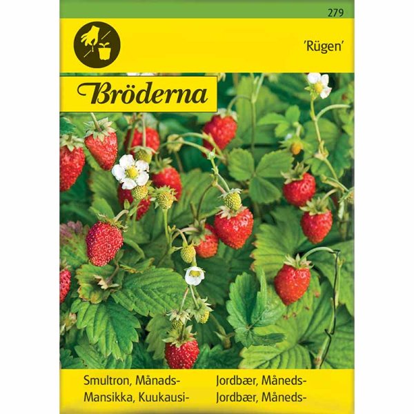 Månedjordbær 'Rügen'