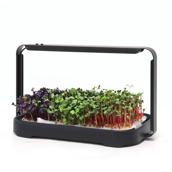 Zoom billede af Urban Root Grove Black